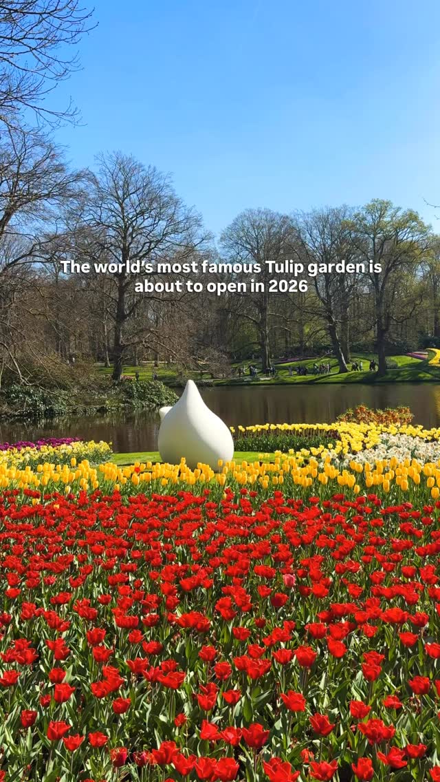 Spring in the Netherlands just hits different 🌷

Keukenhof is one of the most beautiful spring garden in the world, and it’s reopening soon.

📅 19th Mar - 10th May (8am - 7pm)
🎟️ €25 (Ticket Office), €21 (Online)

❤️ Save this for your spring travels

#keukenhof #amsterdam #tulipfields #amsterdamguide #netherlands 

Spring in Amsterdam, Amsterdam tulips, Lisse, Where to see tulips in Amsterdam