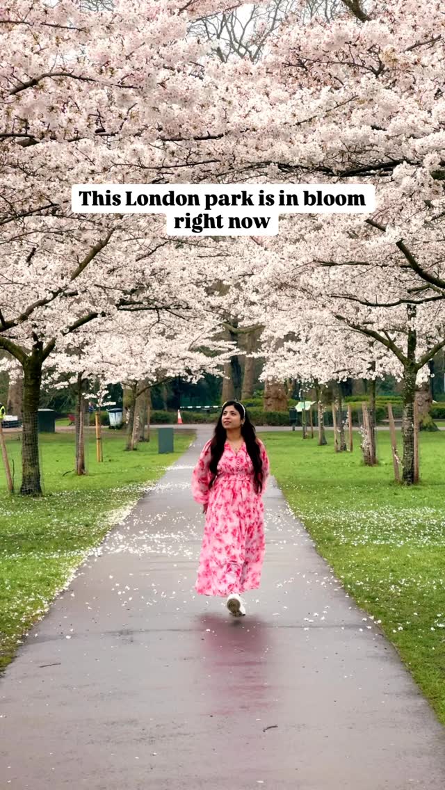 This London’s Park is in Bloom right now !!

Battersea Park is now blooming with Cherry trees and is really beautiful 🌸 

📍 Find Cherry Tree Avenue in the southwest part of the park, branching off from Central Ave, SW11 4NJ.
(Close to the hockey field)

🚇 The nearest stations are Battersea Park and Queenstown Road

#londonparks #londonguide #thisislondon #batterseapark #londoncherryblossom 

London Parks | Cherry blossom London | London in bloom | Spring in London
