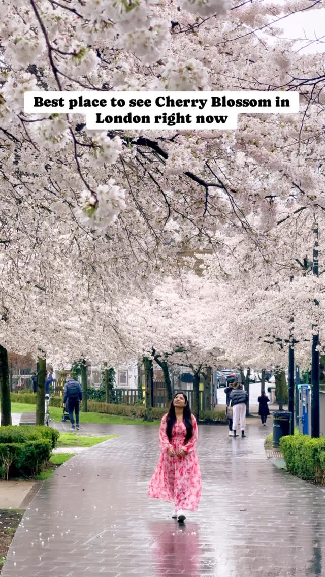 This is the best place to see Cherry Blossom in London right now 🌸🌸

This is the same place where Community centre cafe (most Instagrammable cafe right now) is located as well.

📍 Swiss Cottage Open space

🚉 Nearest station is Swiss cottage

📌 It’s located between Swiss cottage station and Swiss cottage library

#londonparks #londonguide #thisislondon #swisscottage #londonbylondoners 

London Blossoms | Cherry blossom London | London in bloom | Swiss cottage london