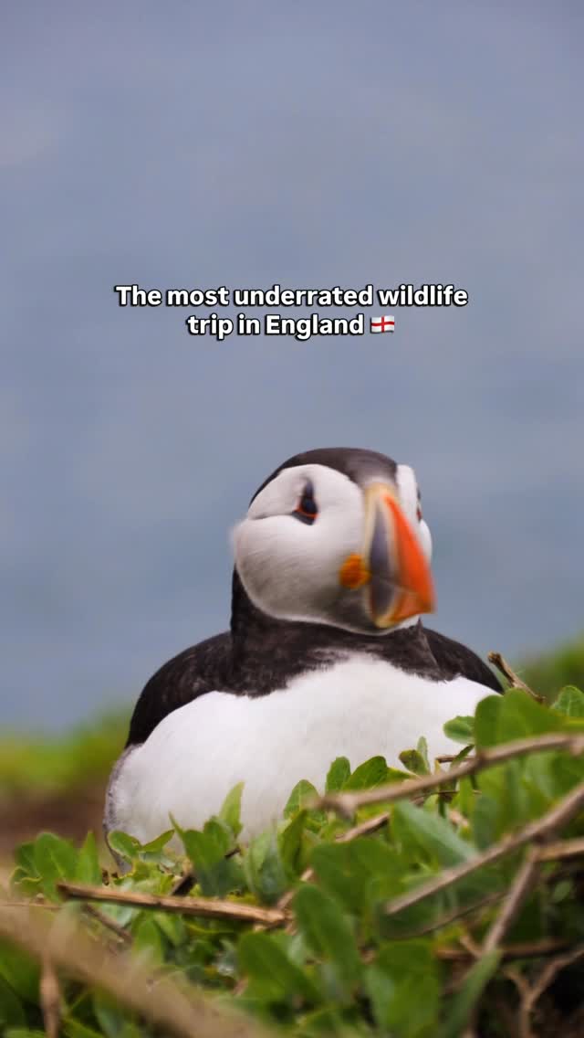 100,000 puffins live here every spring 🐧

Follow @spiral.flyer for more UK trips ❤️

📍 This is the Farne Islands, off the Northumberland Coast.
📅 April to July, they’re home to one of the biggest puffin colonies in the world.

But it’s not just puffins… 👇🏻
🦭 Thousands of grey seals resting on the rocks
🕊️ Seabirds like razorbills, guillemots & Arctic terns
🌊 Dramatic cliffs, lighthouses & wild coastal view

🚗 How to get there
🚘 Drive to Seahouses Harbour. Postcode: NE68 7RF
🛥️ Boat trips depart daily April – October

🎟️ Tickets : £34 (excluding National trust landing fee)
🕰️ Trip duration: 2.30 hr

What to do there 👇🏻
🛥️ Book a ‘landing’ trip – Billy Shiel’s or Serenity Tours
🐧 Get within metres of puffins in flight
🦭 Spot grey seals on the rocks
🏰 Pair with Bamburgh Castle for the perfect day

🫶🏻 Save for your UK bucket list

#farneislands #puffinwatching #northumberland #ukwildlife #ukbucketlist @nationaltrust @northumberlandcoastnt