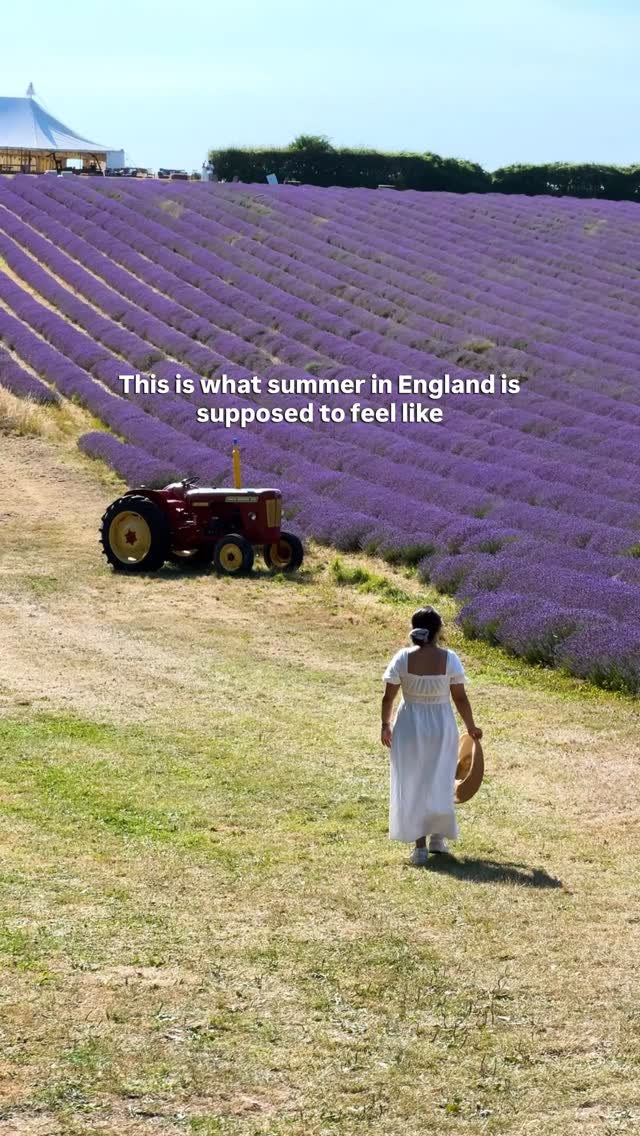 💜 England’s lavender season is pure magic.
Save these four spots for your next summer day out:

1. Mayfield Lavender Farm, London @mayfieldlavender 
2. Hitchin Lavender, Hertfordshire @hitchinlavender 
3. Lordington Lavender, West Sussex @lordingtonlavenderfarm 
4. Castle Farm Lavender, Kent @castlefarmkent 

Which one are you visiting first?

#lavenderfarm #thingstodonearlondon #summerinengland #lavenderseason #englandtravel