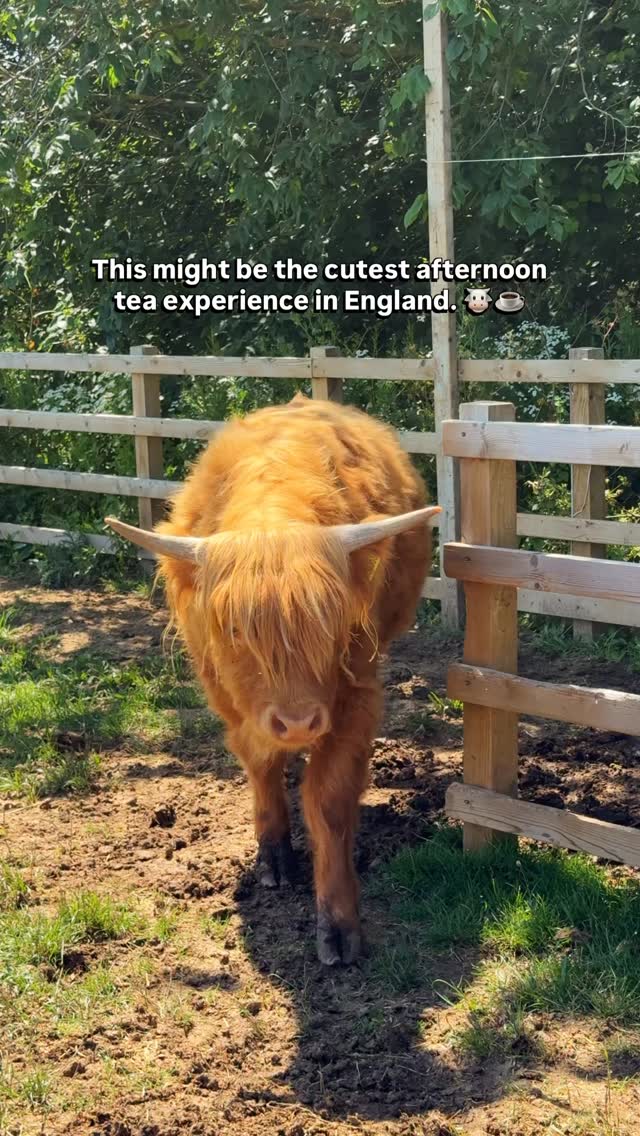 Pov: you booked a highland cows afternoon afternoon tea experience in England 🐮☕️ 

If you’ve ever wanted to meet these fluffy Scottish icons up close, this unique experience at Quex Adventure Farm Park in Kent deserves a spot on your summer bucket list. @quexadventurefarmpark 

🐮 What’s included:
• Meet, feed and brush the Highland cows
• Learn all about them from the friendly farm team
• Plenty of time for photos and cuddles
• A delicious afternoon tea with sandwiches, cakes, scones, and tea or coffee ☕🍰

🌿 What else can you do there?
• Explore the Adventure Farm Park and meet even more friendly animals
• Enjoy the indoor and outdoor play areas
• Wander around the beautiful Quex Estate and woodland trails

💷 Price: £59.95 per person.

🚆 How to get there from London:
Take a direct train from London Victoria to Birchington-on-Sea (around 1 hour 50 minutes), then it’s just a 5-minute taxi ride to Quex Adventure Farm Park. 

If you’re driving, it’s around 1 hour 45 minutes from London.

📍Save this for your next unique day trip from London 🐄💕

*Invited
#highlandcows #afternoontea #thingstodonearlondon #uktravel uktravels