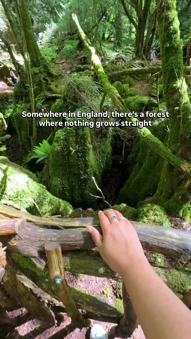 Somewhere in England, there is a forest where nothing grows straight.

📍 Puzzlewood, Forest of Dean, GL16 8QB
💷 Entry: £10 adults

Hidden just over 2 hours from London, this rare temperate rainforest feels like stepping into another world - with moss-covered ravines, twisted ancient roots, and pathways that don’t feel real.

🎥 You might recognise it from Star Wars, Doctor Who, and The Secret Garden.

Getting there:
🚗 Around 2-2.5 hours from London
🚆 Train to Lydney or Gloucester + short drive/taxi

This is one of those places that feels completely different from anywhere else in the UK ✨

Save this for your next day trip 🌿

#puzzlewood #forestofdean #uktravel #uktravels #outdoorlovers 

Things to do in England, Places to visit in England, Forest of dean, Puzzlewood Forest