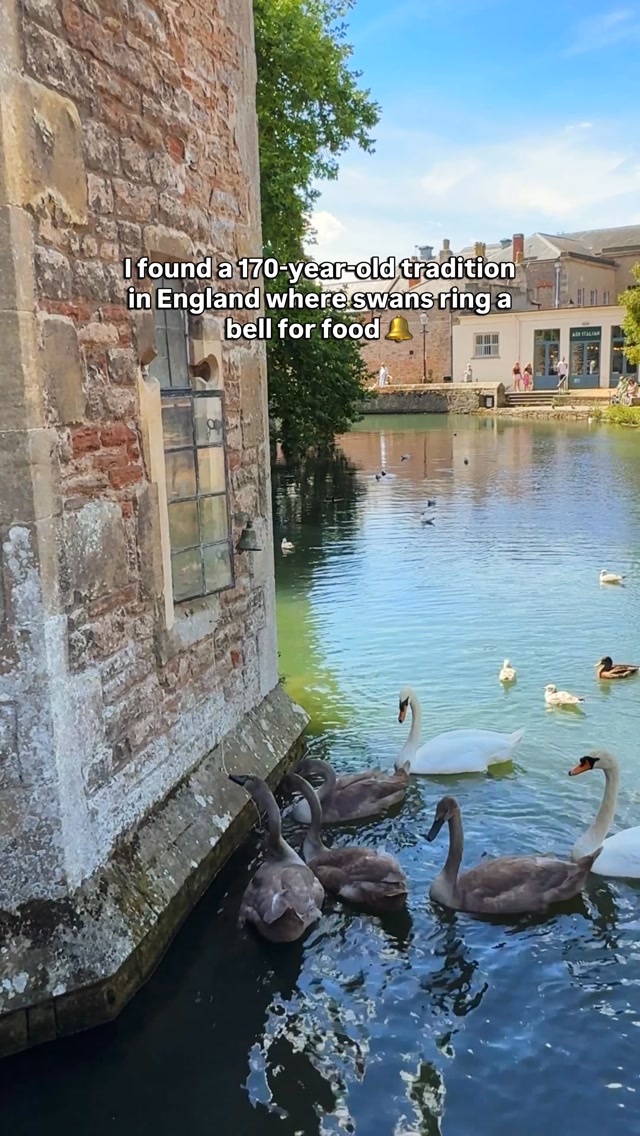 I found a 170-year-old tradition in England where swans ring a bell for food. 🔔🦢

At the The Bishop’s Palace, the resident swans have been ringing a bell for food since the 1850s. Even more fascinating, the behaviour has been passed down through generations of swans, making it one of England’s most unique traditions.

📍 The Bishop’s Palace, Wells BA5 2PD

🚆 From London: Take a train to Bath Spa, then catch the 173 or 174 bus to Wells (around 2.5-3 hours in total).

💚 Save this for your England bucket list and send it to someone who’d love to see this in person.

#Somerset #Wells #BishopsPalace #uktravel #visitengland HiddenEngland TravelUK