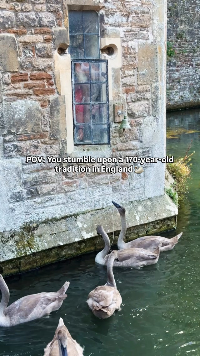 I can’t believe this century old tradition still exists 🦢 

At the Bishop’s Palace, the resident swans have been ringing a bell for food since the 1850s. Even more fascinating, the behaviour has been passed down through generations of swans, making it one of England’s most unique traditions.

📍 The Bishop’s Palace, Wells BA5 2PD

🚆 From London: Take a train to Bath Spa, then catch the 173 or 174 bus to Wells (around 2.5-3 hours in total).

💚 Save this for your England bucket list and send it to someone who’d love to see this in person.

#Somerset #Wells #BishopsPalace #uktravel #visitengland HiddenEngland TravelUK